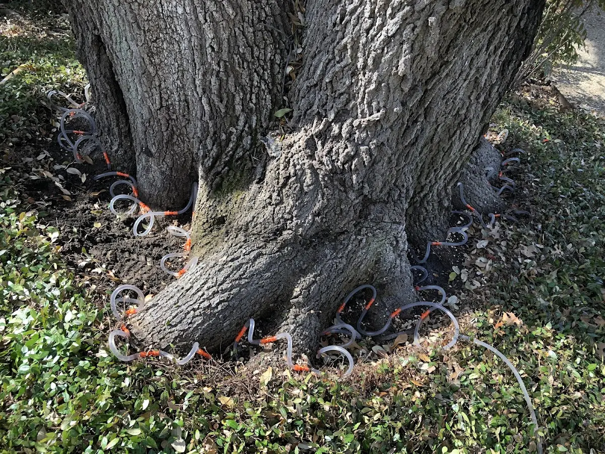 Detailed Tree Cabling and Bracing job site in Cayuga